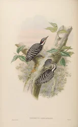 Iyngipicus canicapillus = Dendrocopos canicapillus